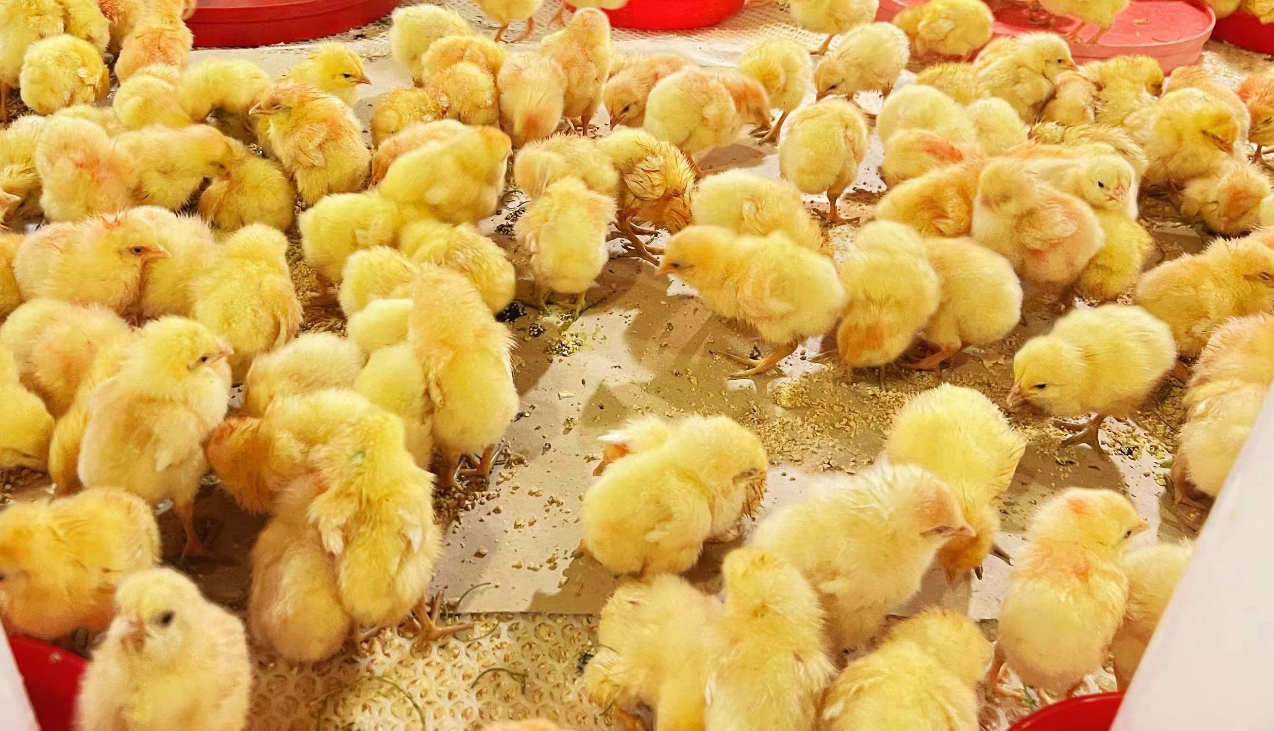 七月引种美满收官，八月引种再接再严