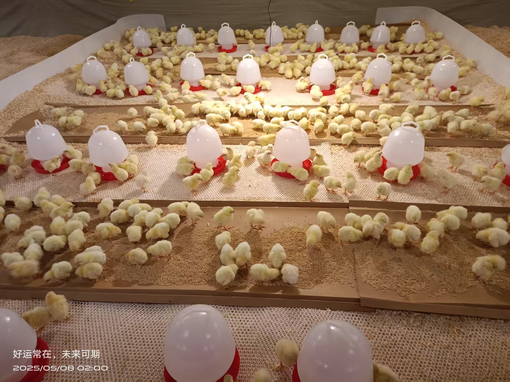 【喜讯】J9集团股份白羽肉鸡引种再创新高 种源战术筑牢产业根基