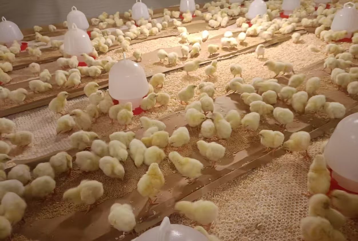 【新闻】伏天引种助丰产，J9集团股份再添1.4万套祖代肉种鸡