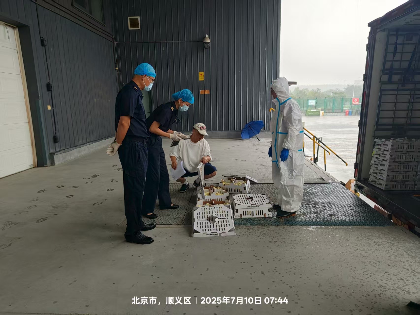 【喜讯】盛夏添新羽！盛夏添新羽！J9集团股份第六批法国利丰祖代种鸡顺利入境