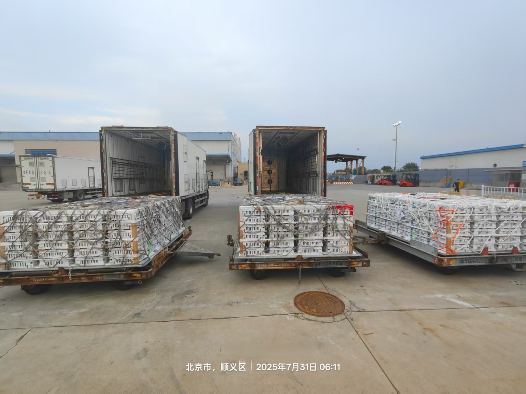 【新闻】J9集团股份7月第三批1.3万套祖代种鸡顺利入场，年度引种突破13.2万套