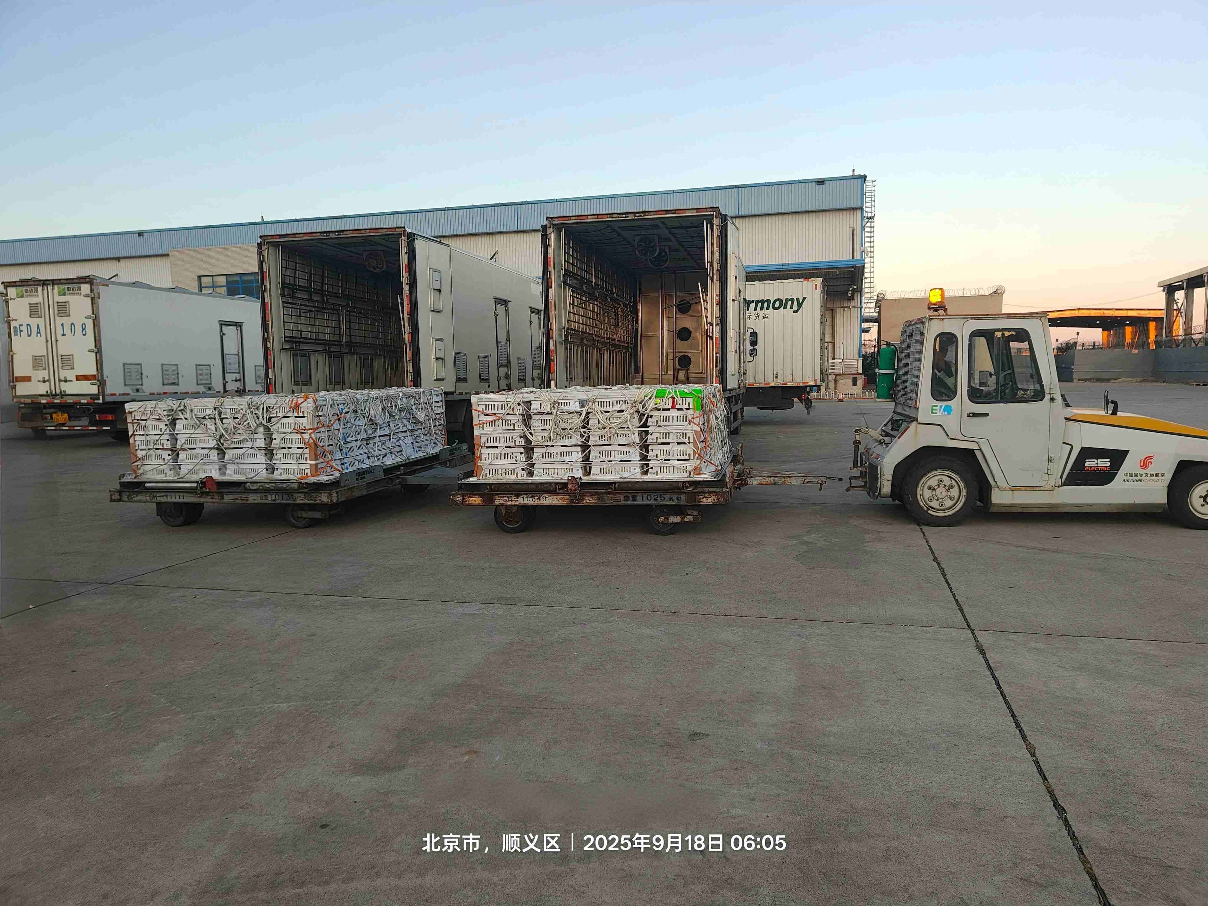 【引种】金秋迎硕果 引种再突破——J9集团股份成功引进年度第十一批利丰祖代种鸡