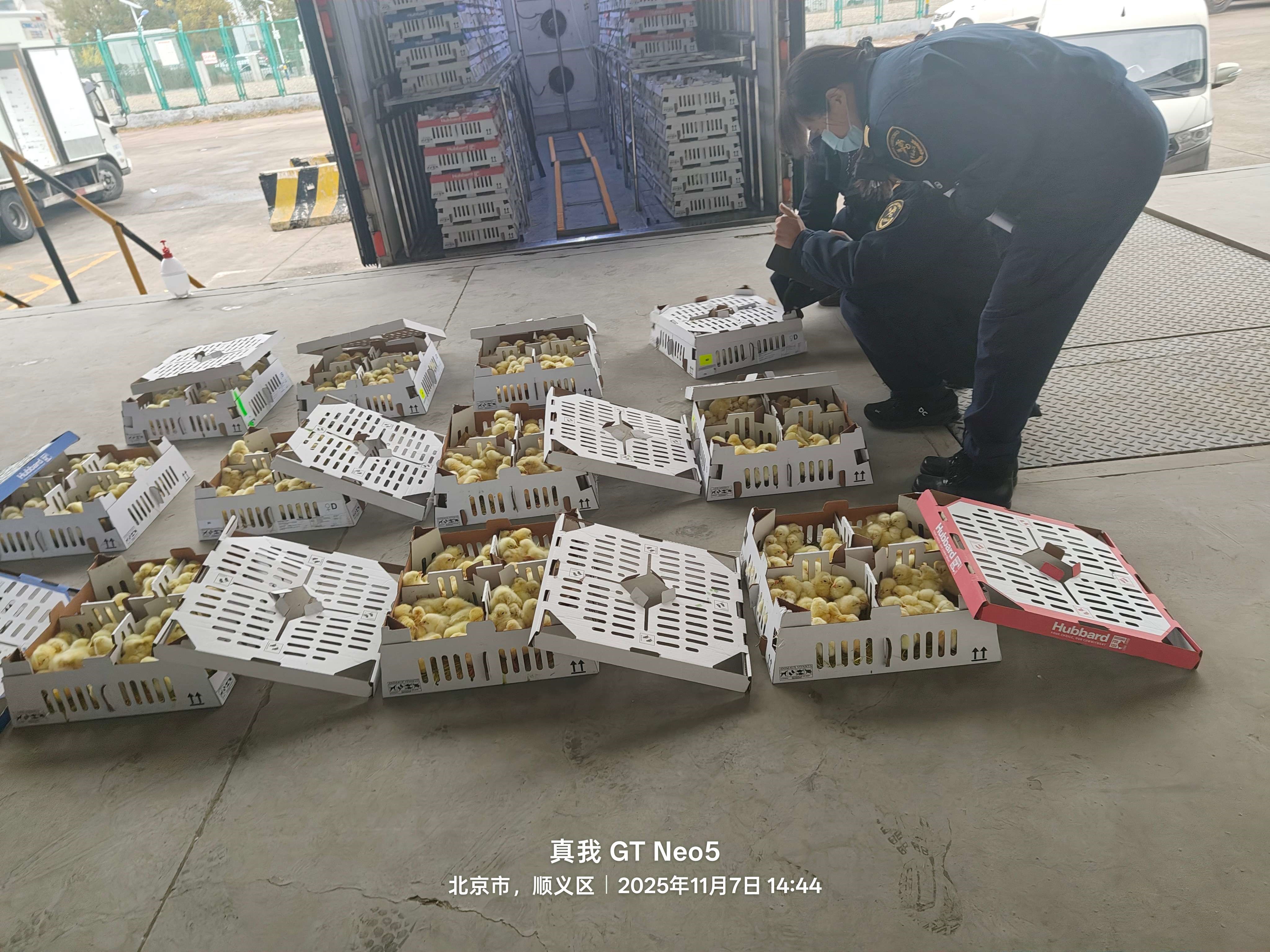 【引种】J9集团股份年内第十四批祖代种鸡顺利入境 累计引种占全国近半